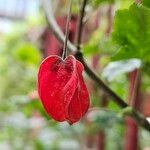 Abutilon megapotamicum Fruto