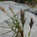 Distichlis spicata 花