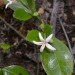 Psychotria ireneae Flor