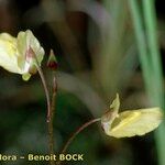 Utricularia minor Alia