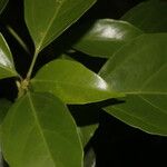 Dendropanax arboreus Hoja