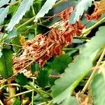 Marcetella moquiniana Leaf