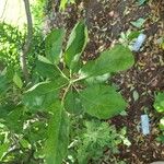 Malus coronaria Leaf