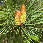 Pinus sylvestris Kvet