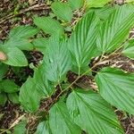 Flemingia strobilifera Blatt