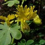 Tropaeolum peregrinum Flower