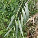 Phragmites australisFrunză