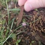 Spergularia marinaFleur