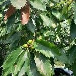 Quercus muehlenbergii Lapas