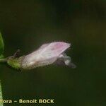 Scutellaria minor ফল