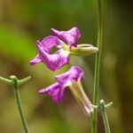 Matthiola longipetala Other