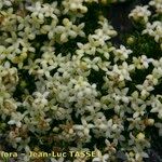 Galium cespitosum 花