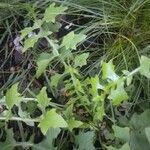 Mycelis muralis Feuille