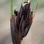 Schoenus nigricans Frucht