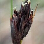 Schoenus nigricans Fruit