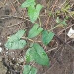 Ipomoea lacunosa Blatt