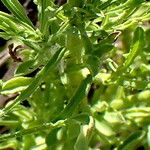 Nidorella resedifolia Leaf