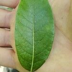 Quercus imbricaria 葉