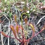 Drosera anglica पत्ता