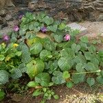 Ipomoea purpurea Habit