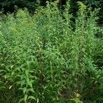 Solidago gigantea Hábito