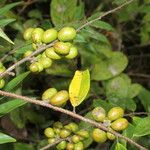 Xylopia sericea Fruit