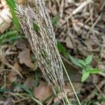 Bothriochloa ischaemum 花