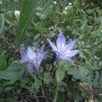 Triteleia laxa Çiçek