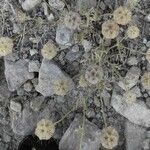 Lomelosia stellata Mbuma