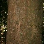 Protium apiculatum Coajă