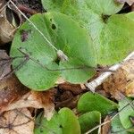 Asarum europaeum Fuelha