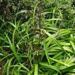 Dianella caerulea Folha