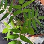 Ailanthus altissima Lapas