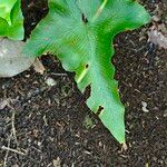 Asplenium hemionitis Fuelha