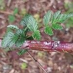Rubus thibetanus Otro