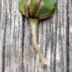 Chlorophytum comosum Fruit