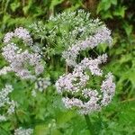 Chaerophyllum hirsutum Costuma