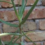 Aloe acutissima Hoja