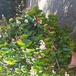 Strophanthus gratus Hábito