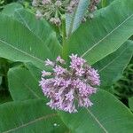 Asclepias sullivantiiBlomst