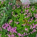 Oxalis debilisКвітка