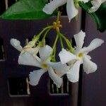 Trachelospermum jasminoides Blodyn