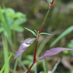 Persicaria maculosa Blatt