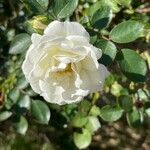 Rosa agrestis Blüte