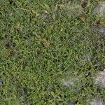 Mollugo verticillata Fula