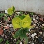 Euphorbia amygdaloides Yaprak