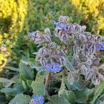 Borago officinalisFlower