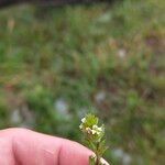 Euphrasia pectinata Leaf