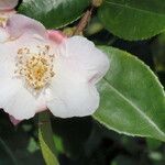 Camellia caudata Žiedas