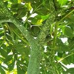 Amorphophallus titanum Bark